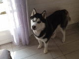 Étalon Husky Sibérien LOF disponible pour saillie