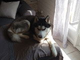 Étalon Husky Sibérien LOF disponible pour saillie