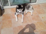 Étalon Husky Sibérien LOF disponible pour saillie