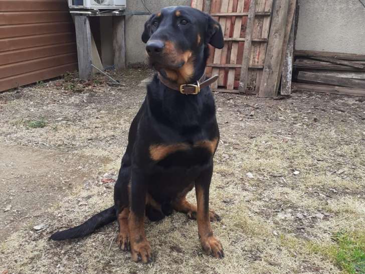 Mâle Beauceron disponible pour saillie