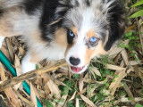 Berger Américain Miniature LOF bleu merle disponible pour saillie