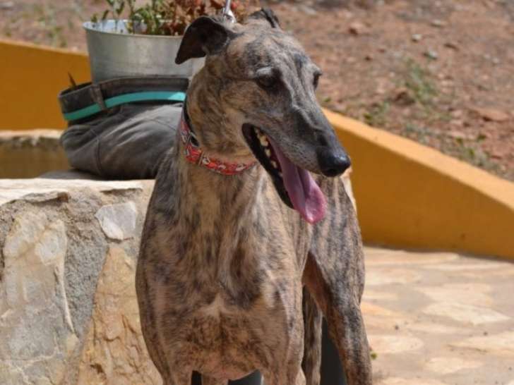Chien à céder