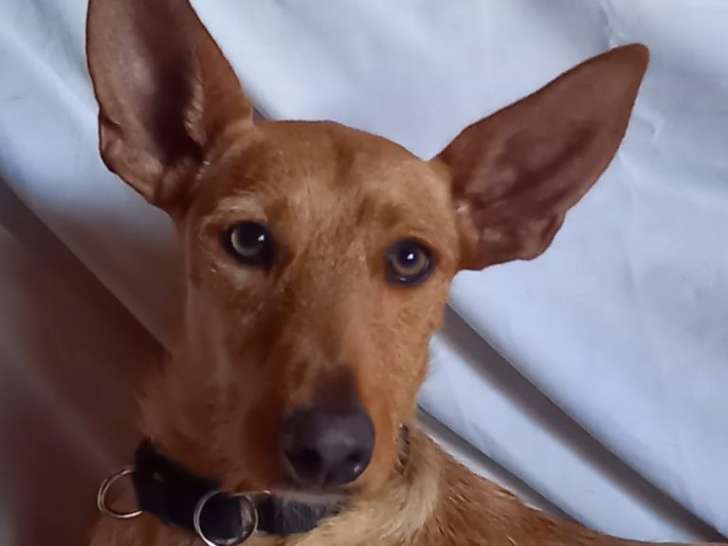 Chienne fauve à donner