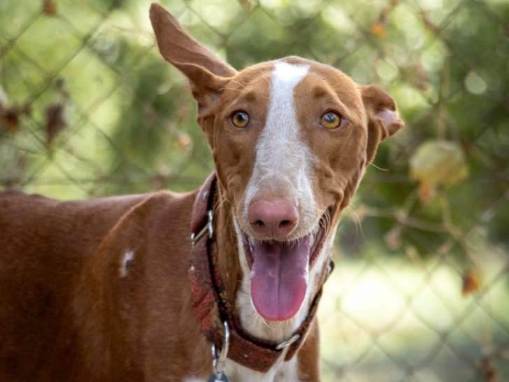 Chienne à donner