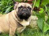 Chien Bouledogue Français à donner