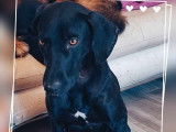 Chien noir à adopter