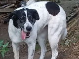 Chien disponible à l'adoption