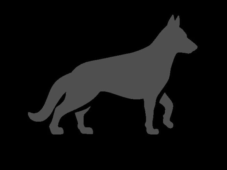 Chienne à céder
