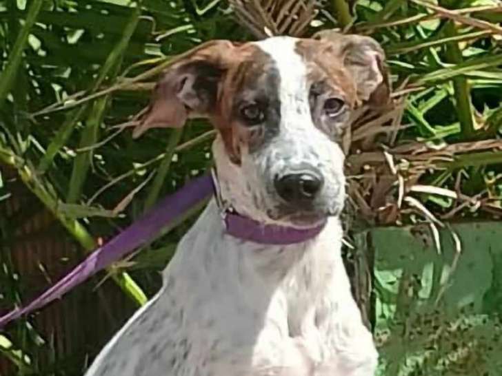 Chiot noir et blanc à donner