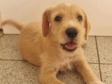Chiot mâle à céder