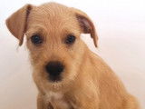 Chiot femelle à adopter