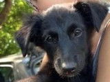 Chiot femelle à céder