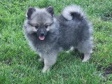 Chiot Spitz Allemand mâle  à vendre