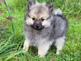 Chiot Spitz Allemand mâle  à vendre