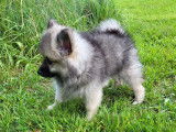 Chiot Spitz Allemand mâle  à vendre