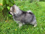 Chiot Spitz Allemand mâle  à vendre