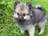 Chiot Spitz Allemand mâle  à vendre