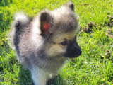 Chiot Spitz Allemand mâle  à vendre
