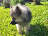 Chiot Spitz Allemand mâle  à vendre