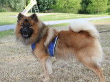Mâle Eurasier disponible pour saillie