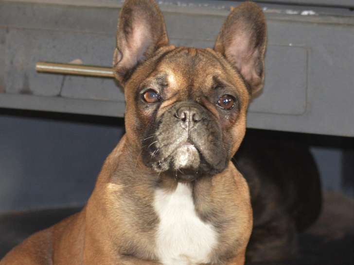 Femelles Bouledogues Français fauves LOF à vendre