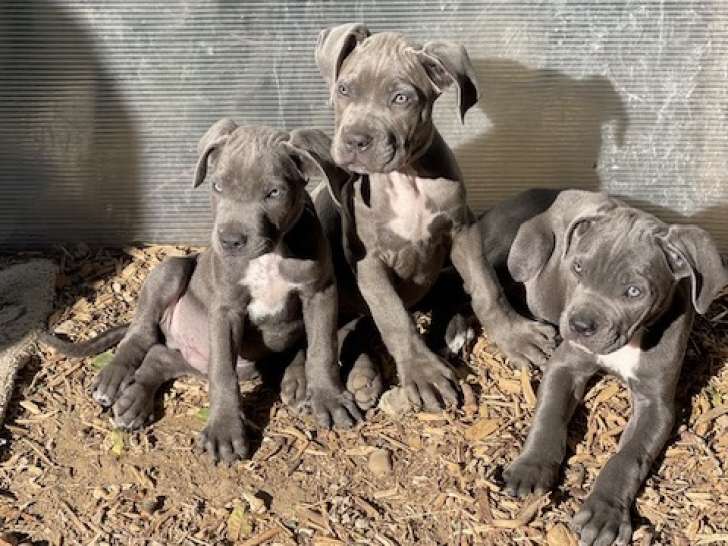 Les deux de droite sont disponibles