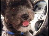 Chien à adopter