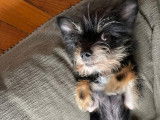 Chien à céder