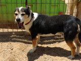 Chien Bodeguero tricolore à donner