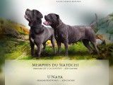 Chiots cane corso gris nés le 11/09