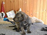 Chiots cane corso gris nés le 11/09