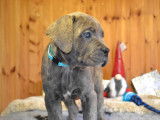Chiots cane corso gris nés le 11/09