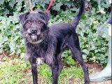 Chien à adopter