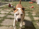 Chien Staffordshire Americain Terrier fauve à donner
