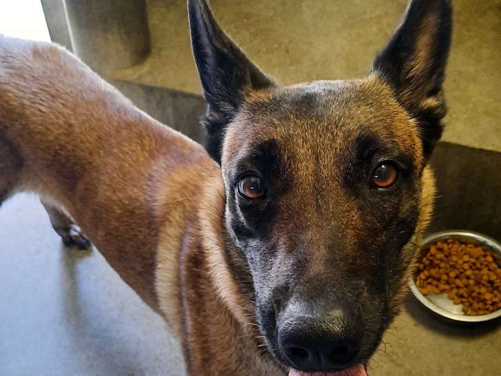 Chienne Berger Belge Malinois à donner