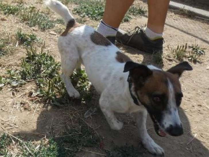 Chienne Jack Russel Terrier tricolore à adopter