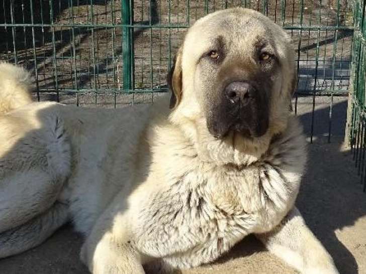 Chien sable Berger d'Anatolie à donner