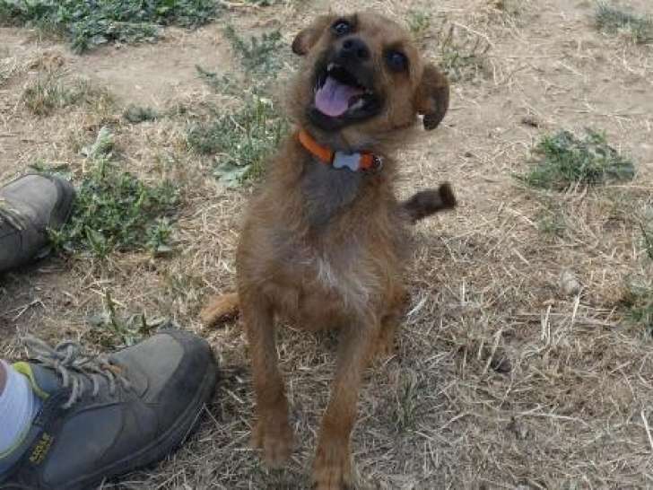 Chienne Ratier de Prague à donner