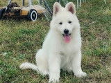 Chiots Berger Blanc Suisse à vendre