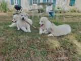 Chiots Berger Blanc Suisse à vendre