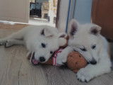 Chiots Berger Blanc Suisse à vendre