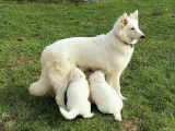 Chiots Berger Blanc Suisse à vendre