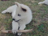 Chiots Berger Blanc Suisse à vendre