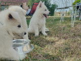 Chiots Berger Blanc Suisse à vendre