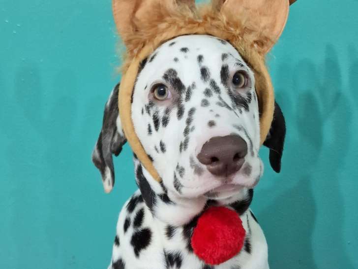 Superbes chiots Dalmatien couleur foie et blanc et noir et blanc ! à vendre