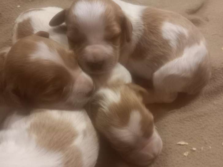 Superbes chiots Épagneul Breton de pure race à vendre