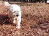Bichon Maltais mâle disponible pour saillie