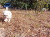 Bichon Maltais mâle disponible pour saillie