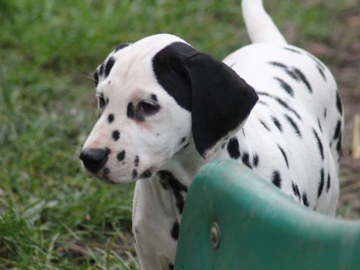 Chiots Dalmatien LOF
