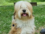 Mâle Terrier du Tibet disponible pour saillie